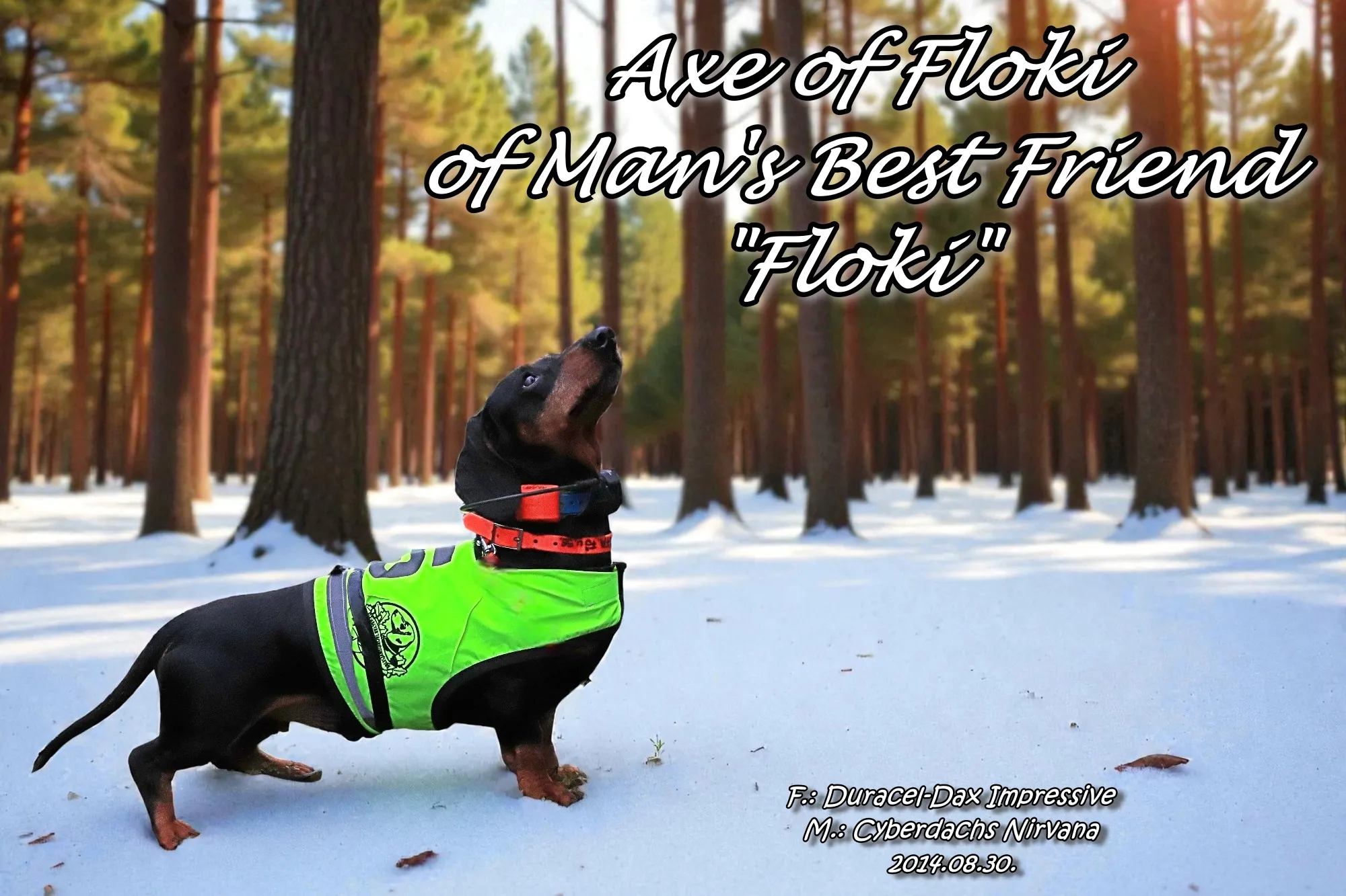 Kutya galéria kép 2