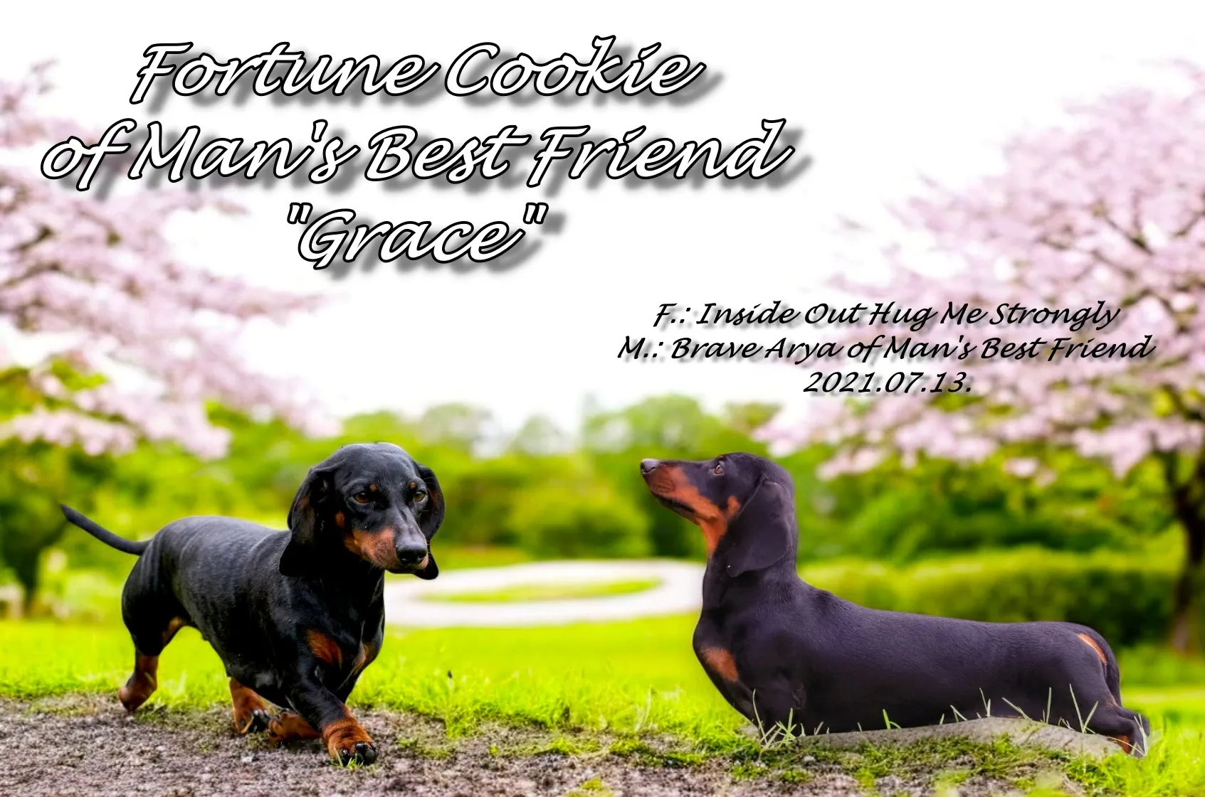 Kutya galéria kép 5